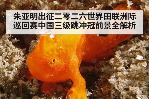 朱亚明出征二零二六世界田联洲际巡回赛中国三级跳冲冠前景全解析